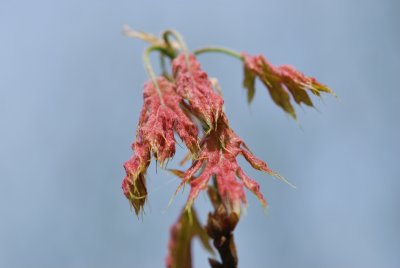 Quercus coccinea - dub šarlatový - jarní výhonky